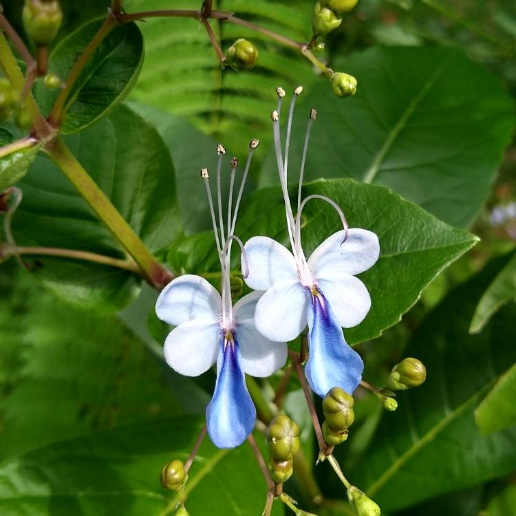 plant image 1381778 plant image 1381778