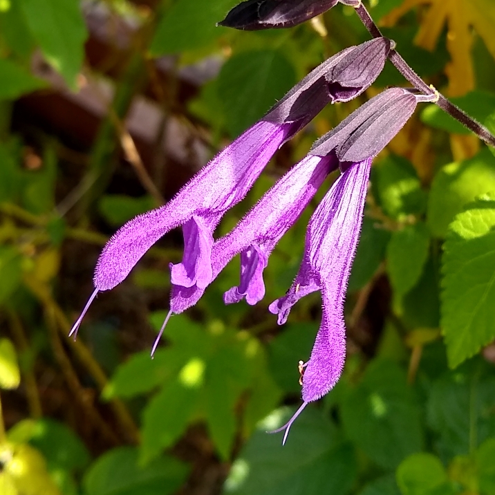 plant image 1382143