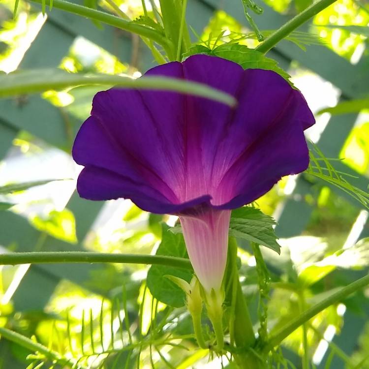 plant image 1382147 plant image 1382147