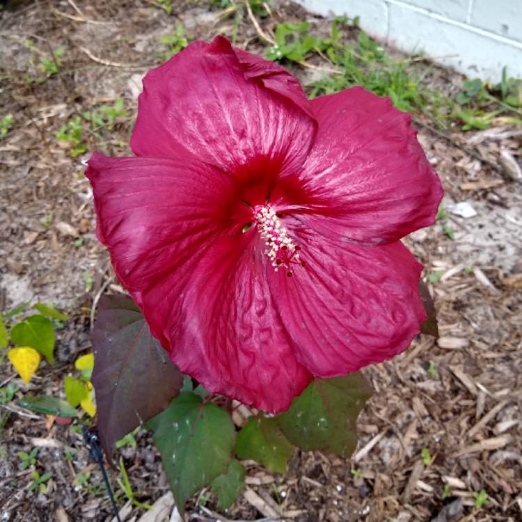 plant image 1382279 plant image 1382279