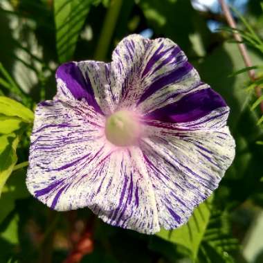 Ipomoea Purpurea Carnevale Di Venezia
