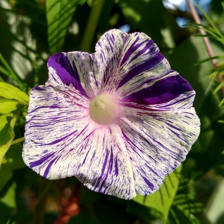 plant image 1383353 plant image 1383353