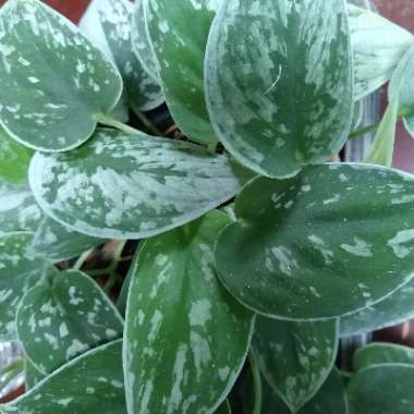 Scindapsus pictus 'Polscisil' syn. Scindapsus pictus 'Silvery Ann'