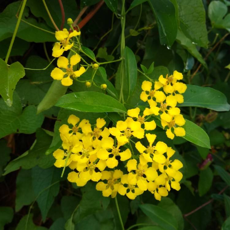 plant image 1387587 plant image 1387587