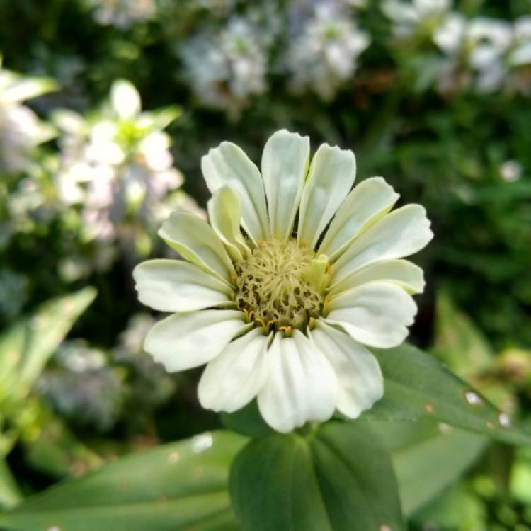 plant image 1387592 plant image 1387592