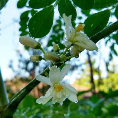 Moringa oleifera