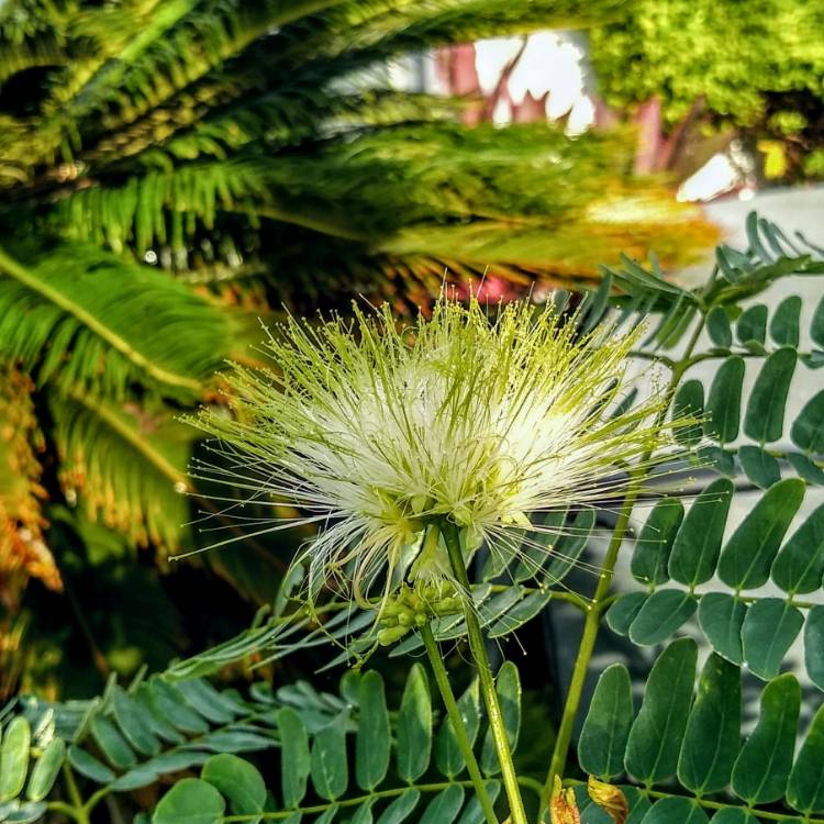 plant image 1390895