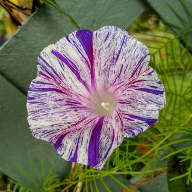 Ipomoea Purpurea Carnevale Di Venezia