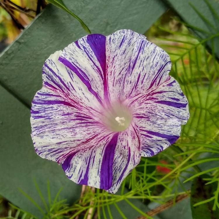 plant image 1393149 plant image 1393149