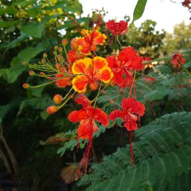 Caesalpinia pulcherrima syn. Caesalpinia lutea