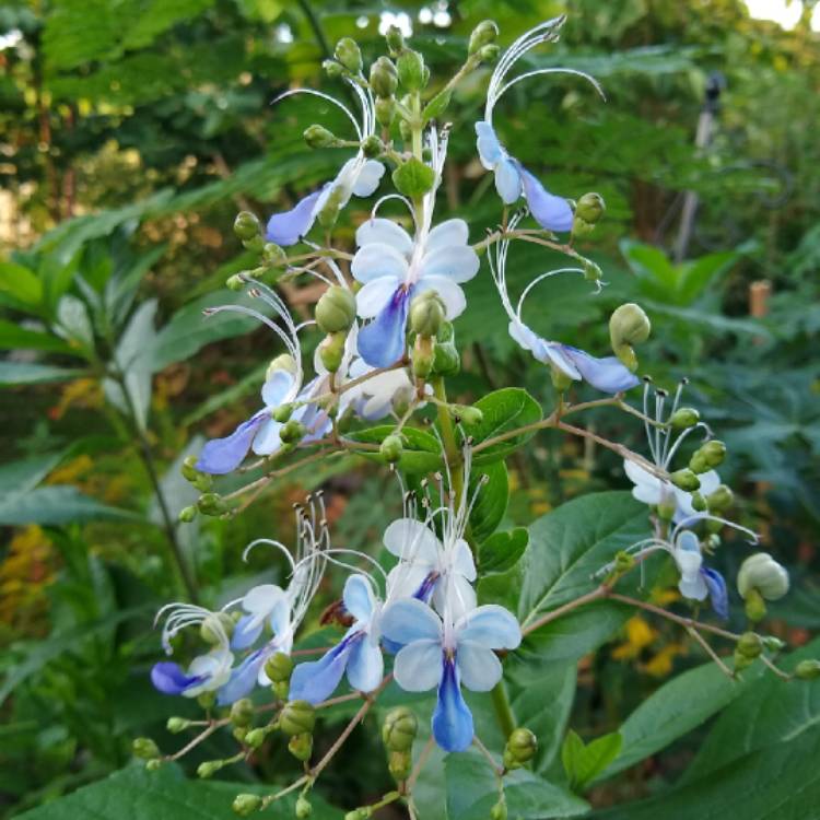 Plant image Clerodendrum myricoides 'Ugandense'