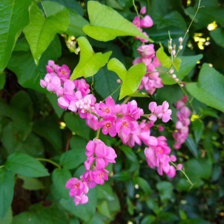 plant image 1398657 plant image 1398657