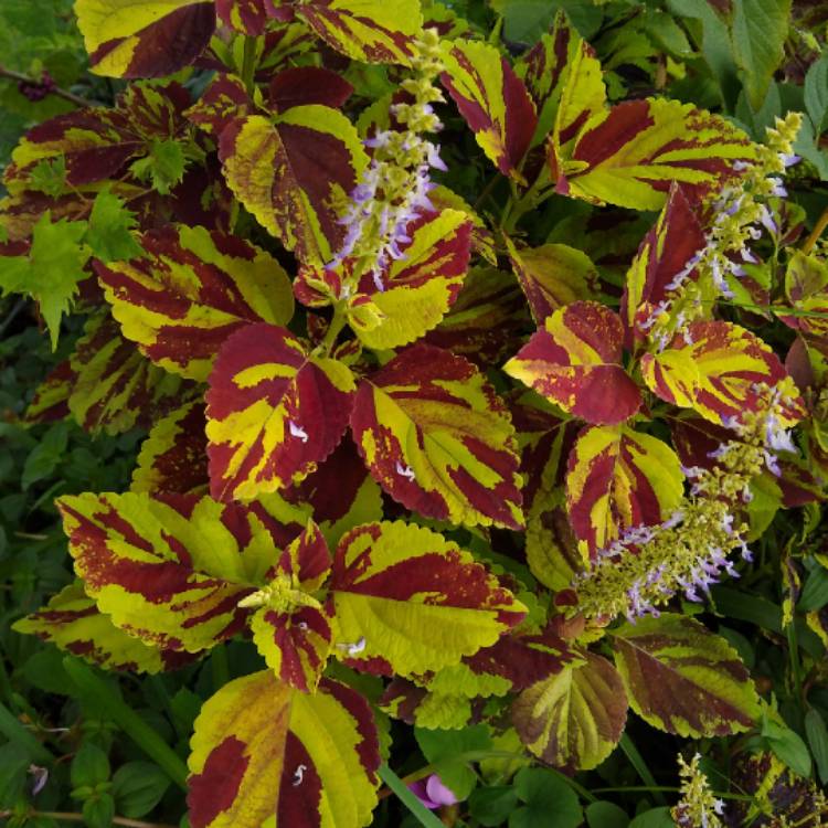 plant image 1400392 plant image 1400392