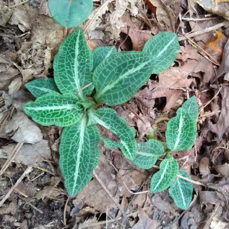 plant image 1403279