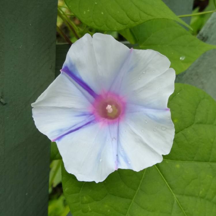 plant image 1408313 plant image 1408313