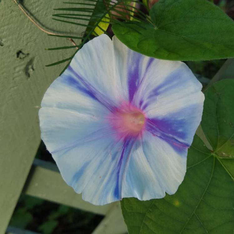 plant image 1408977 plant image 1408977