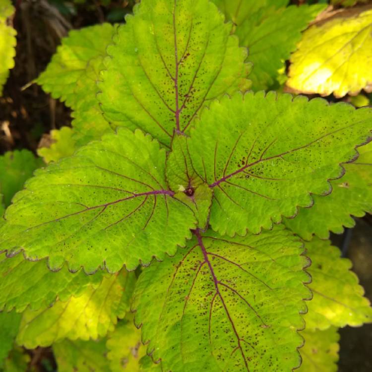 plant image 1409329 plant image 1409329