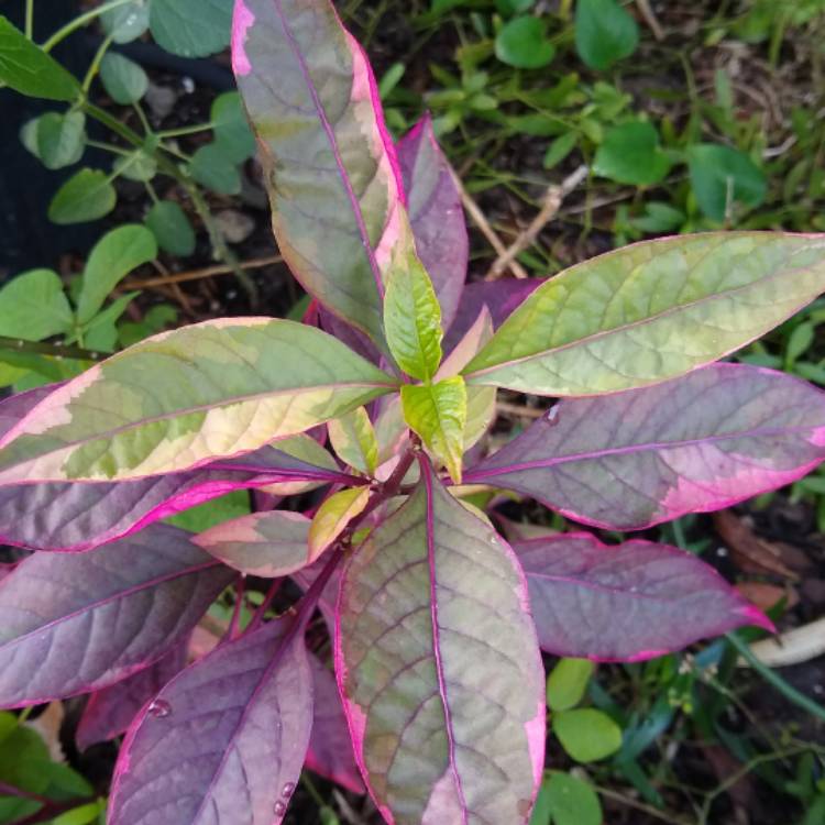 Plant image Alternanthera