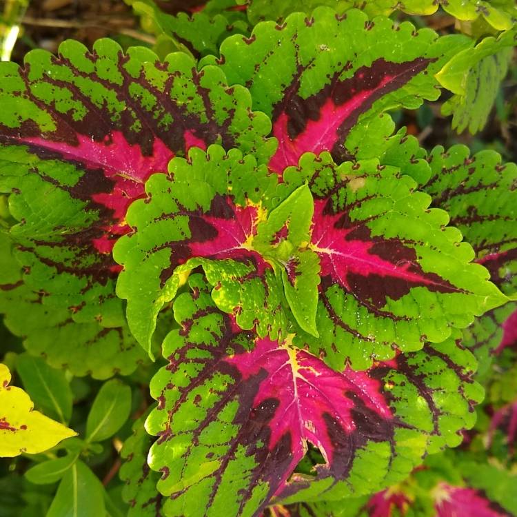 plant image 1409336 plant image 1409336