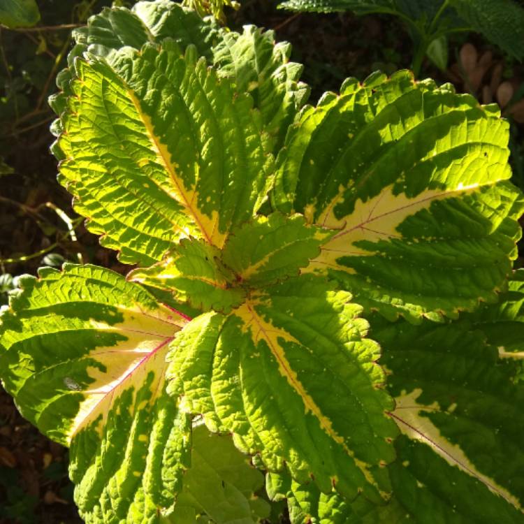 plant image 1409344 plant image 1409344