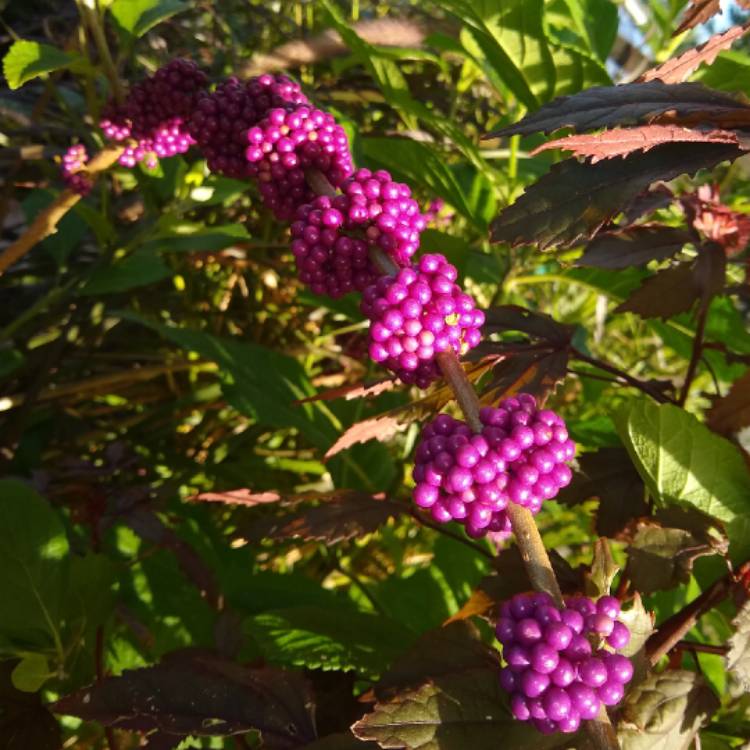 Plant image Callicarpa Bodinieri
