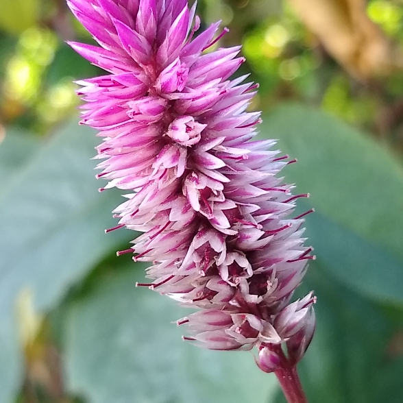 plant image 1409754