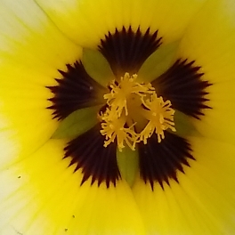 plant image 1410025