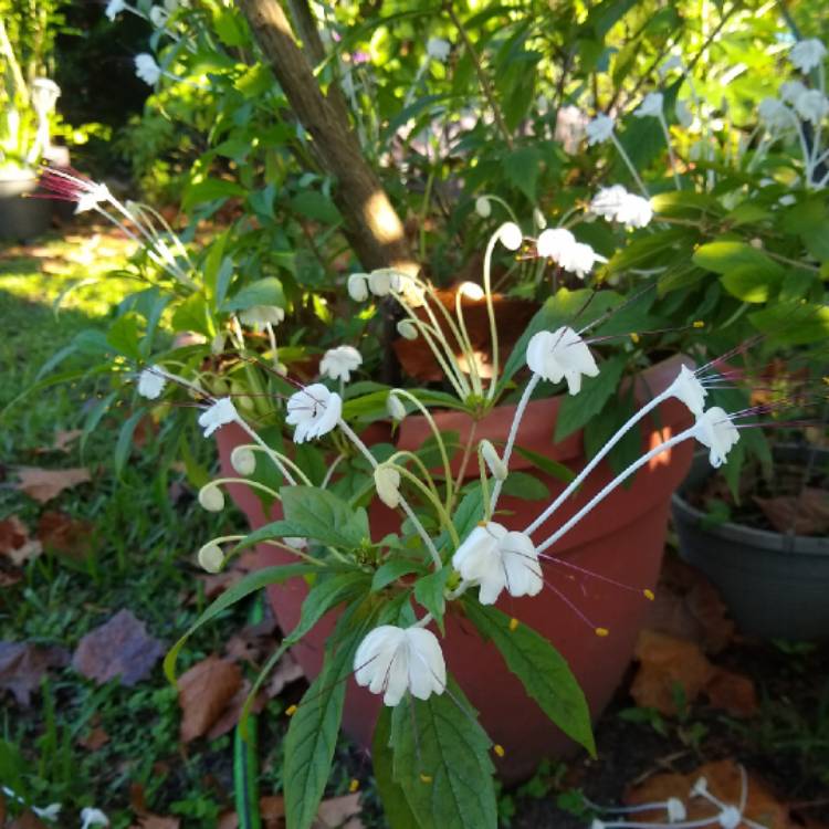 plant image 1411022 plant image 1411022