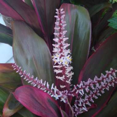 Cordyline fruticosa