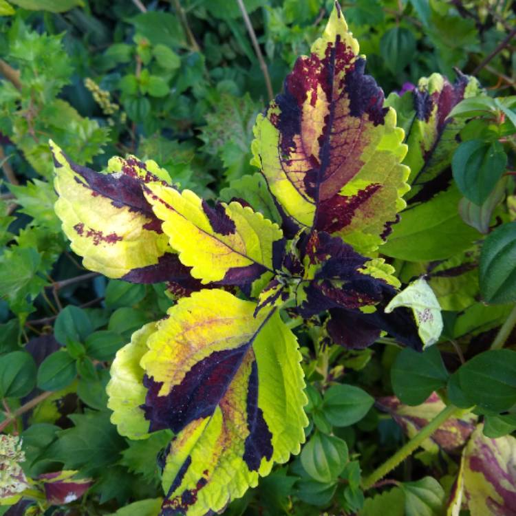 plant image 1412148 plant image 1412148