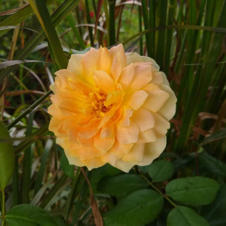 plant image 1412185 plant image 1412185