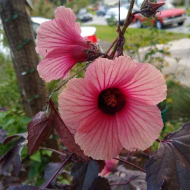 Hibiscus acetosella