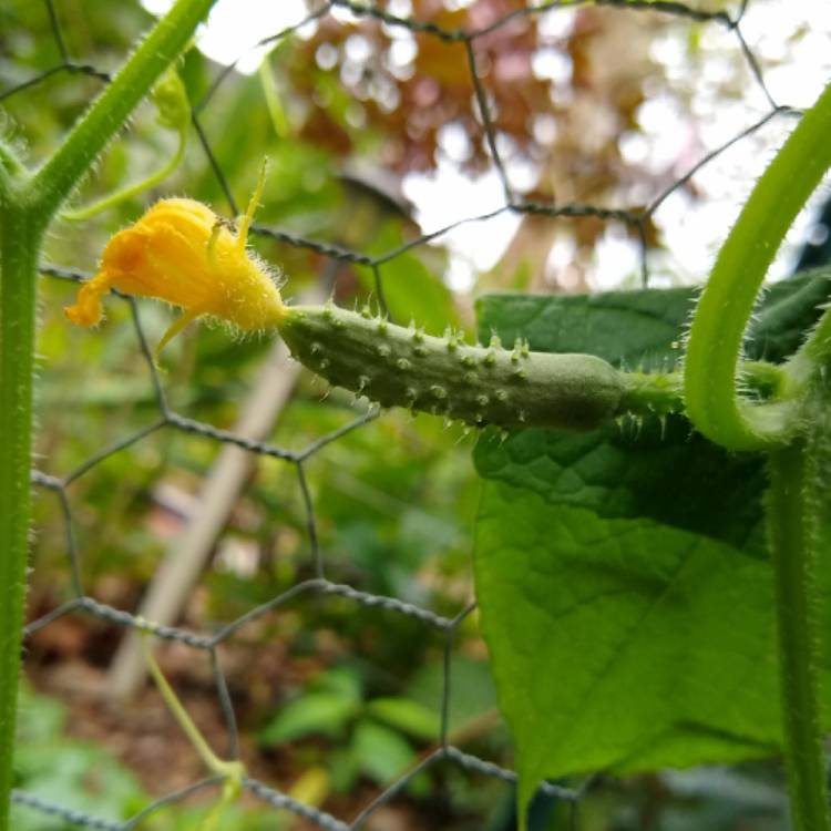 plant image 1415546