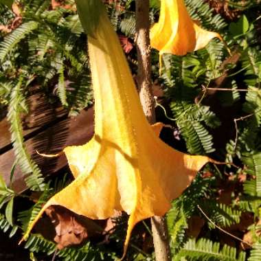 Brugmansia