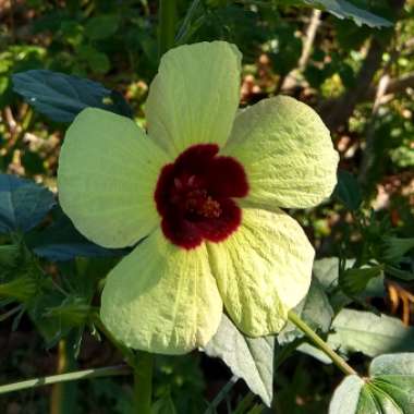Hibiscus
