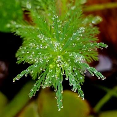 Myriophyllum aquaticum