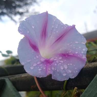 Ipomoea purpurea 'Milky Way'
