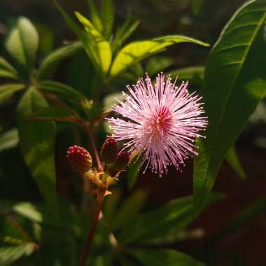 Mimosa pudica