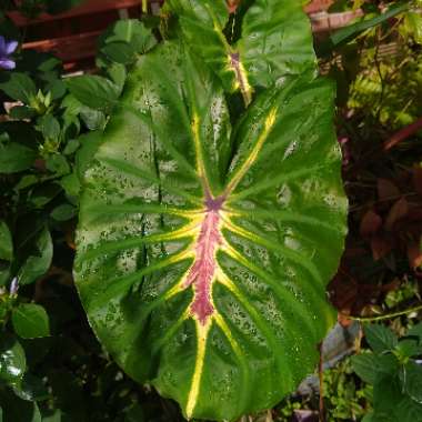 Colocasia esculenta  syn. Colocasia antiquorum