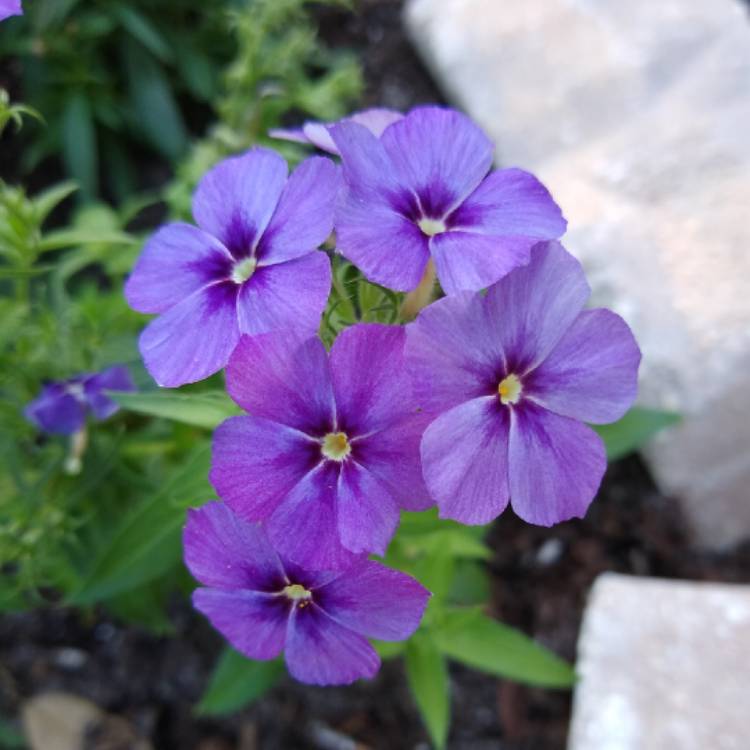 plant image 1422557 plant image 1422557