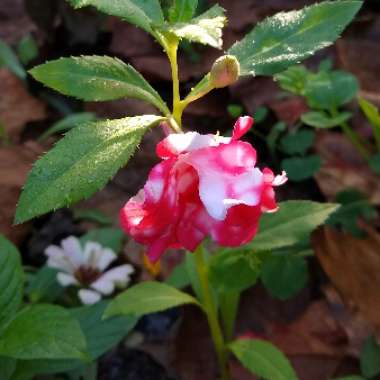Impatiens balsamina 'Camellia Flowered'
