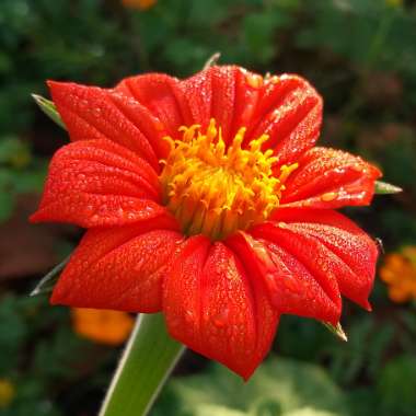 Tithonia rotundifolia syn Tithonia speciosa
