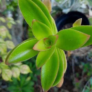 Crassula capitella 'Campfire'