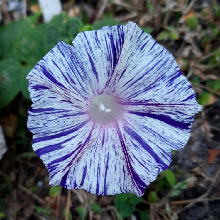 Plant image Ipomoea Purpurea Carnevale Di Venezia