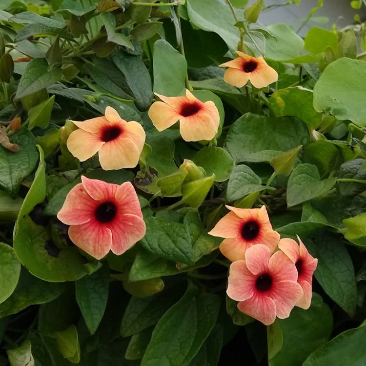plant image 1430644