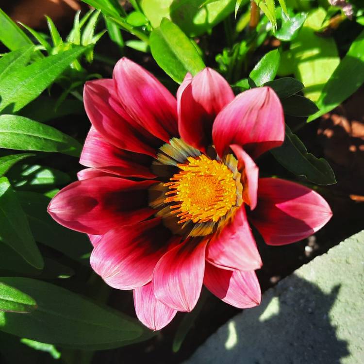 plant image 1432774 plant image 1432774
