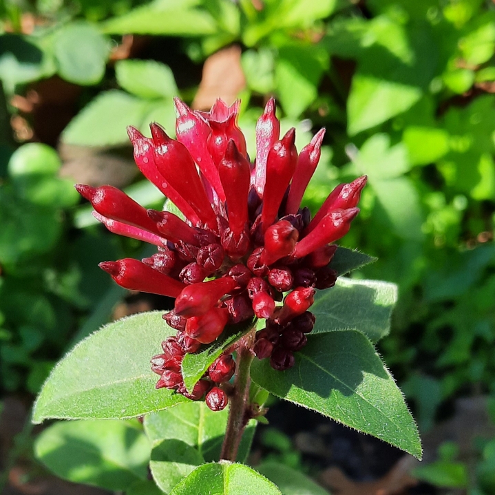 plant image 1432781