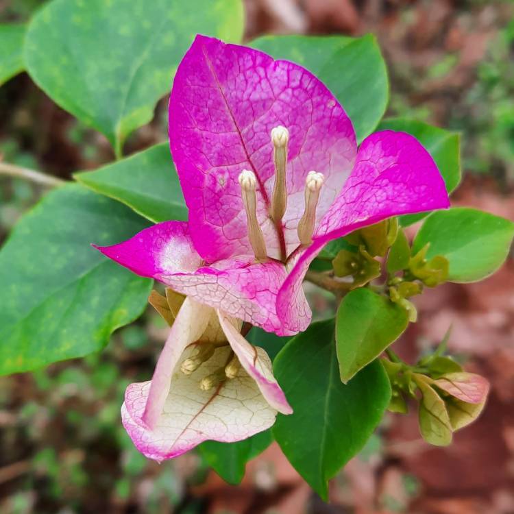 plant image 1432784 plant image 1432784