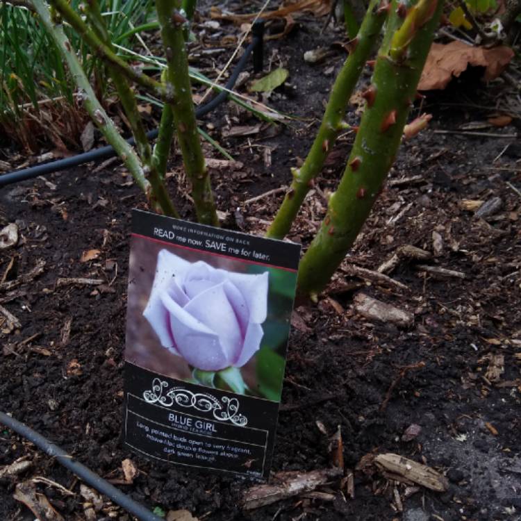 plant image 1432923