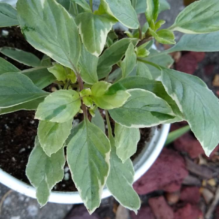 Plant image Ocimum x africanum 'Perpetuo' syn. Ocimum x africanum 'Pesto Perpetuo', Ocimum x citriodorum 'Pesto Perpetuo', Ocimum basilicum 'Perpetuo'